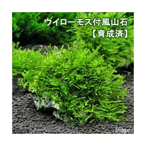 ij琬ρ@EB[X@R΁@rTCYiPOjitji_jiRj