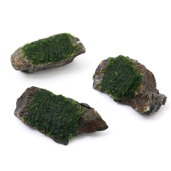 ijā@EB[X@R΁@rrTCYiWȉjitji_jiPj