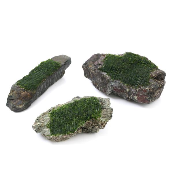 ijā@EB[X@R΁@lTCYiPSjitji_jiPj