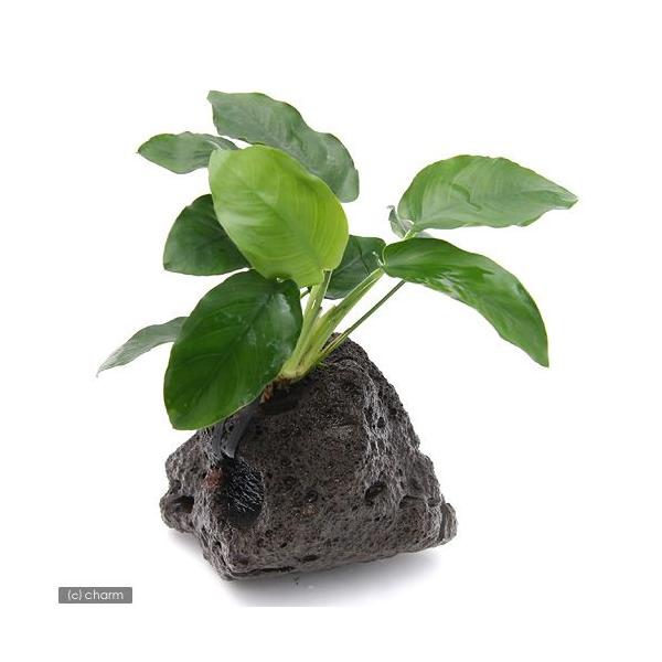 ijAkrAXii@n΁itjiQj