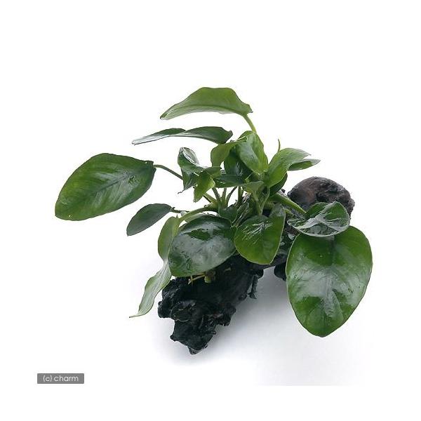 ijAkrAXii@؁@rrTCYitjiR{jiPOj