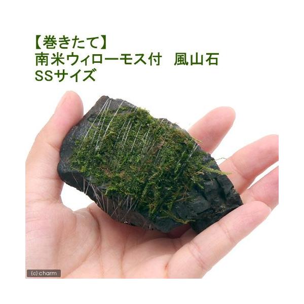 ijā@ăEB[X@R΁@rrTCYiWȉjitji_jiPj