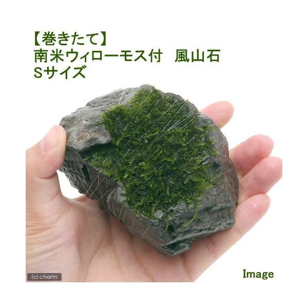 ijā@ăEB[X@R΁@rTCYiPOjitji_jiPj