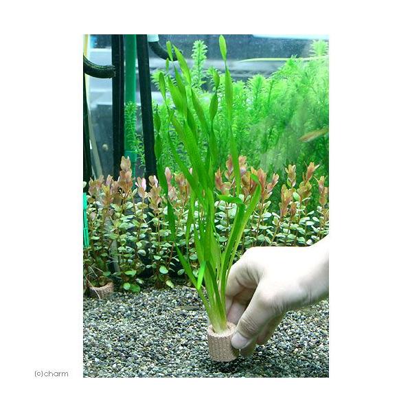 熱帯魚　_aqua　CO2なしでも育つ水草　小型水槽用水草　Vallisneria　水草　後景草　細い　nittanmiryoku_mizukusa　wp_kywrd　スクリューバリスネリア　20120731　YS　baristeria13...