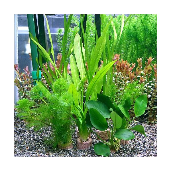熱帯魚　ビギナーにオススメ　水草セット0809　水草　セット　レイアウト　all_plants　olksjfgj40　水草ビギナーセット　wp_kywrd　souryomu0228　beginner_wp0723　初心者　wpset0408...