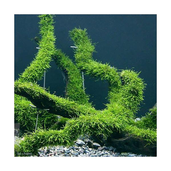 ij琬ρ@EB[X@؁@kTCYiQTjitji_jiR{j