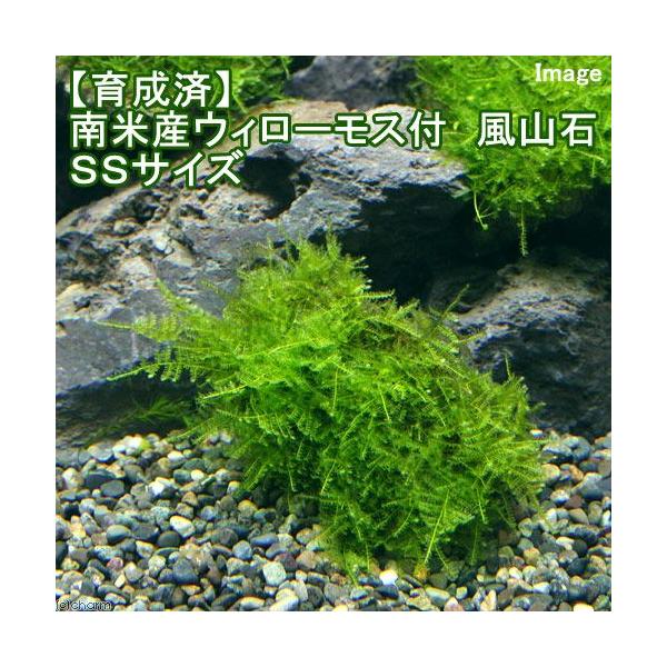 ウィローモスの通販 価格比較 価格 Com