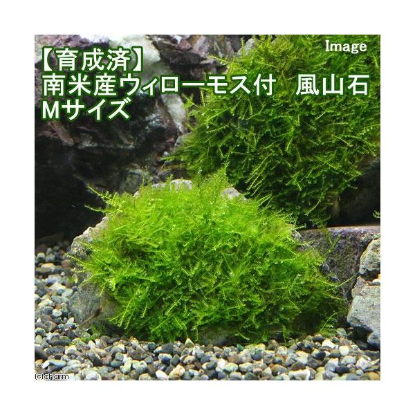 ij琬ρ@ăEB[X@R΁@lTCYiPSjitji_jiPj