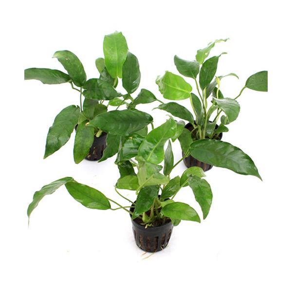 ijAkrAX@V[gV[viR|bgj