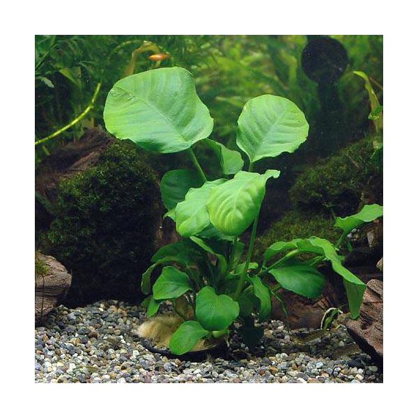 ijAkrAX@oe[D@N[tiR|bgj