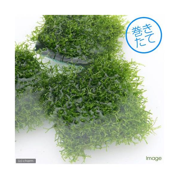 ijā@VA@^Citji_jiPj@kCEBq֗vۉ