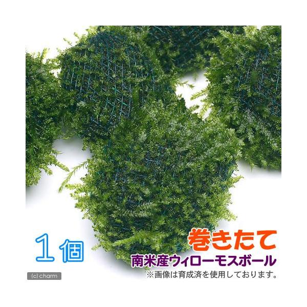 ijā@ăEB[X@{[itji_jiPj