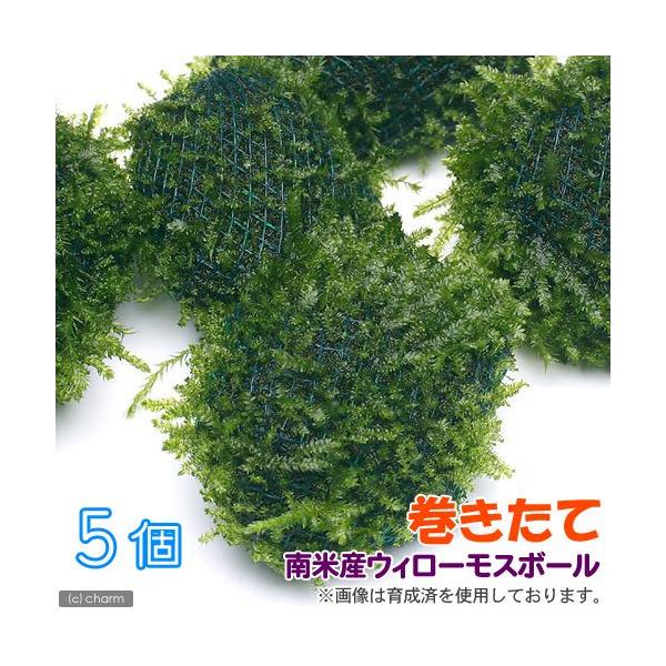 ijā@ăEB[X@{[itji_jiTj