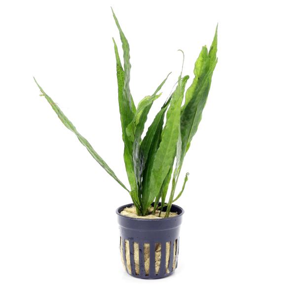 PF_SPQ　negativeplants熱帯魚　水草　ミクロソリウム　中型種　初心者　ビギナー　活着する水草　シダ　プテロプス　ソードリーフ　ウラボシ科　Ｐｏｌｙｐｏｄｉａｃｅａｅ　ヌカボシクリハラン属　Ｍｉｃｒｏｓｏｒｉｕｍ　20120...