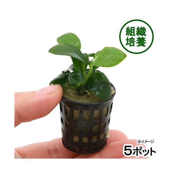 ijgD|{@AkrAXiii_jiT|bgj@kCq֗vۉ