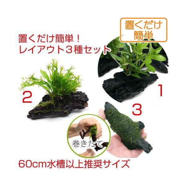 水草 置くだけ簡単 ６０ｃｍ水槽以上推奨サイズ レイアウト３種セット チャーム Charm Paypayモール店 通販 Paypayモール