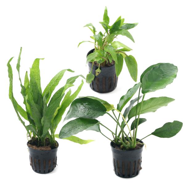 ij܂Vΐ@RZbgitjiR|bgj