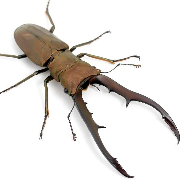 PF_SPQ　昆虫　クワガタムシ　キクロマトス　外国産クワガタムシ　ホソアカクワガタ　メタリフェルホソアカクワガタ　ペレメタ　ペレンメタリ　Cyclommathus　metallifer　finae　20250318nesia