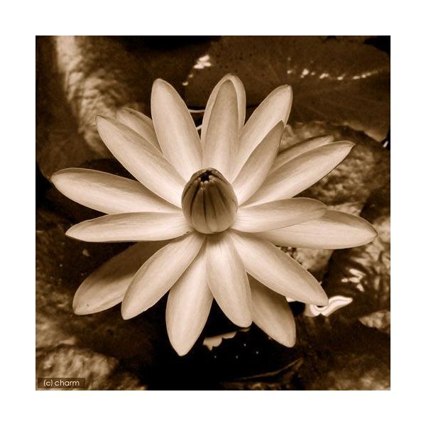 irIg[vj@@܂Mѐi퐇@i炫j@Fw薳iP|bgjixԁj