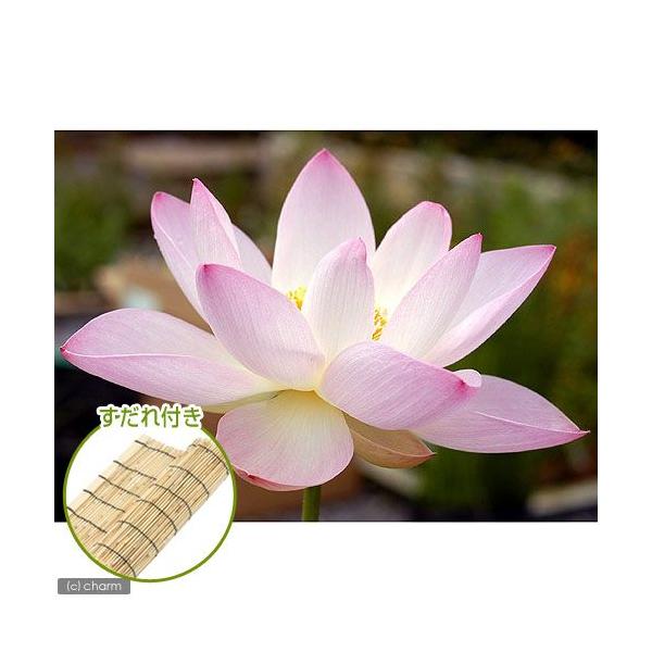 irIg[vj@@nXisNj@d@iqgGnXjiP|bgj@t