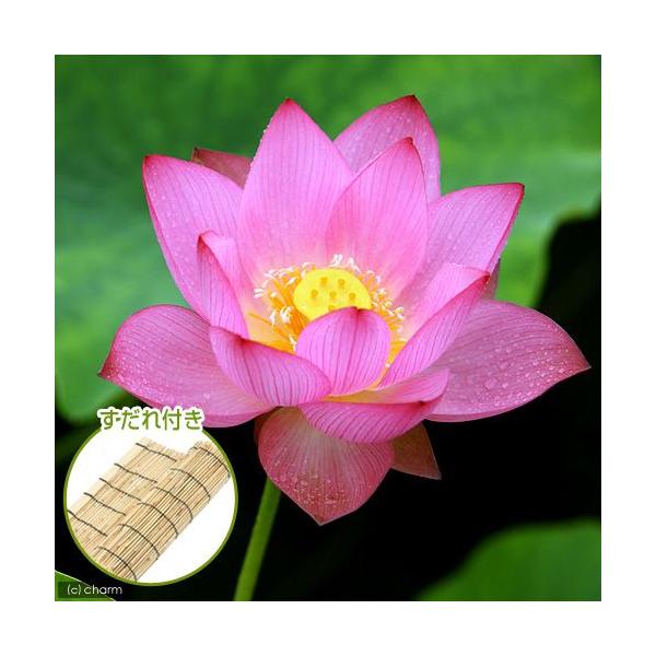 irIg[vj@@nXisNj@@i\NqjiP|bgj@tixԁj