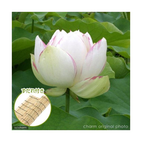 irIg[vj@@nXi`j@V@ieWN}_nXjiP|bgj@tixԁj