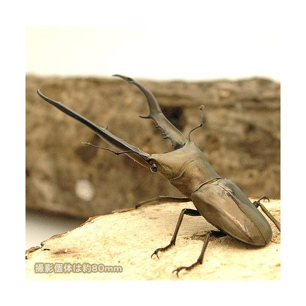 PF_SPQ　nesia_insect　▲クワガタ　キクロマトス　カブト・クワガタ・用品　カブトムシ・クワガタ　外国産クワガタ（成虫）　ルカヌス・キクロマ　kaijyo