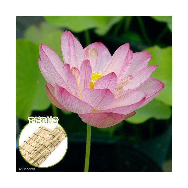 irIg[vj@@nXisNj@@iVEtNjiP|bgj@t