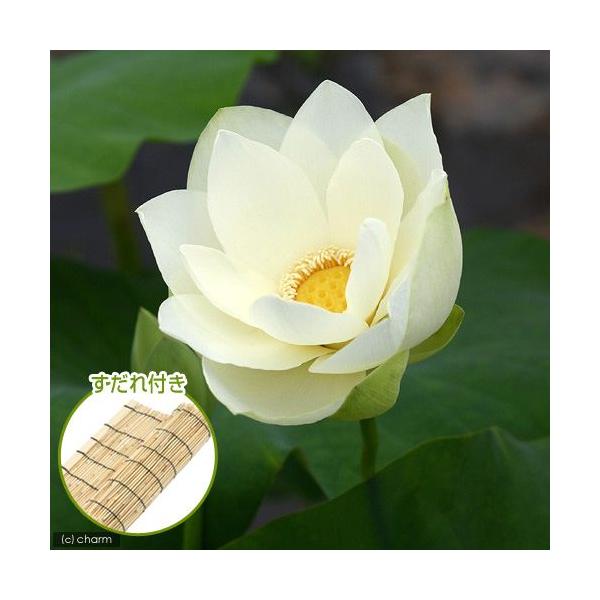 irIg[vj@@nXij@Ԙ@iLoinXjiP|bgj@tixԁj