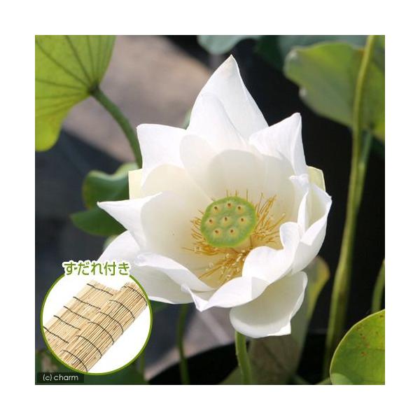 irIg[vj@@nXij@Ԙ@iVoinXjiP|bgj@tixԁj