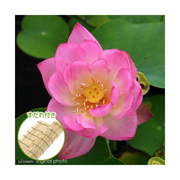 irIg[vj@@nXisNj@W[@NEYiP|bgjtixԁj