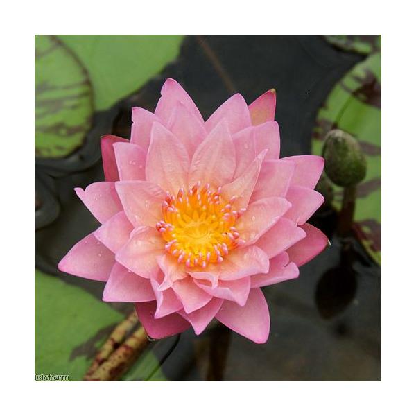 irIg[vj@@Mѐ@iXCjiWj@R[@XJCiP|bgjixԁj