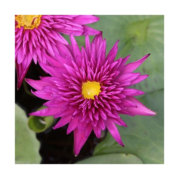 irIg[vj@@Mѐ@iXCjiZj@XJ[bg@tC@iP|bgjixԁj