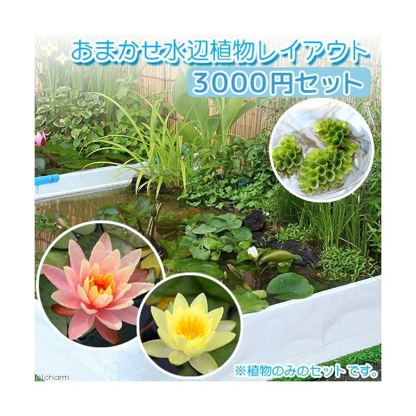 ガーデニング　水辺植物　ビオトープ　スイレン　おすすめ水辺植物　おまかせ水辺植物レイアウトセット　３０００円セット　20120621　ＨＴＫ　植物　植物生体　ガーデニング生体　育て方　育成方法　栽培方法　iris_laevigata　レイア...