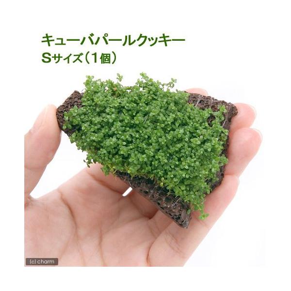 ijā@L[op[@XCXn΁@rTCYitji_jiPj