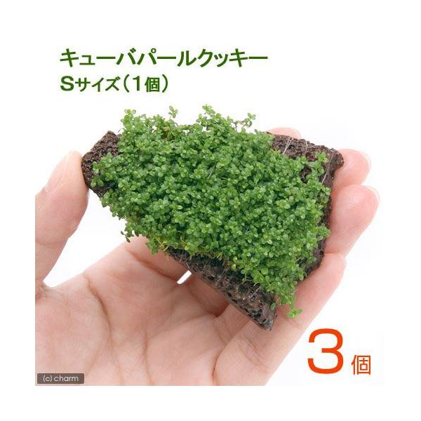 ijā@L[op[@XCXn΁@rTCYitji_jiRj