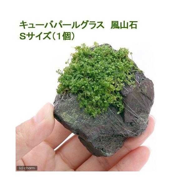 ijā@L[op[OX@R΁@rTCYiPOjitji_jiPj