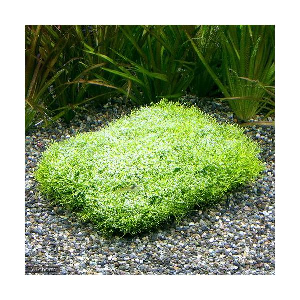 ij琬ρ@VA@NbVitji_jiPj@kCEBq֗vۉ