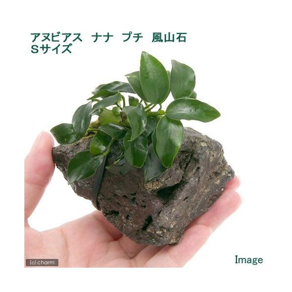 ijAkrAXii@v`@R΁@rTCYitjiPj