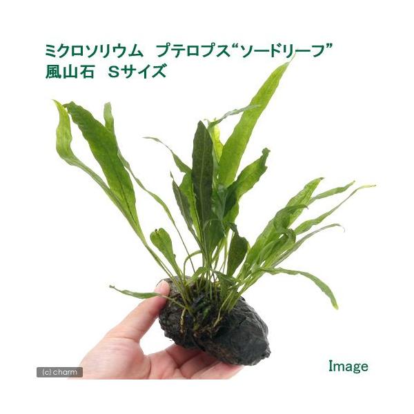 ij~N\E@vevX@\[h[t@R΁@rTCYiPj