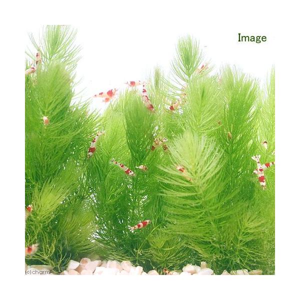 ijY@_}ciTO{j_J@@򉻁@Y