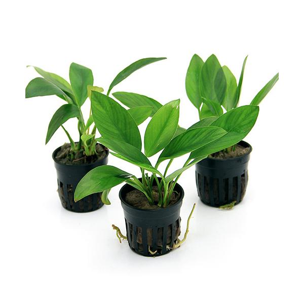 ijAkrAX@RQVX@u[hiC{CXjiR|bgj