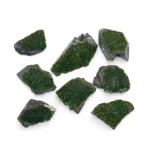 ijā@ăEB[X@RΏitji_jiRj