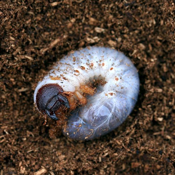 （昆虫）マルスゾウカブトムシ　ペルー　イキトス産　幼虫（初〜２令）（１匹）