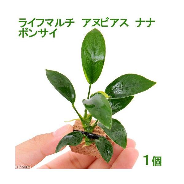 ijCt}`ijAkrAXii@{TCiPj