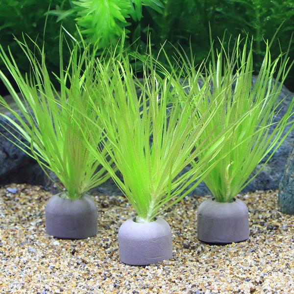 熱帯魚　_aqua　水草　前景草　草原のような　マルチリング　ブラック　LMBK　all_plants　480211　wp_kywrd　20120917　YS　ブリクサショートリーフはこちら　ゼオライトリング　グレー　zeolitering...