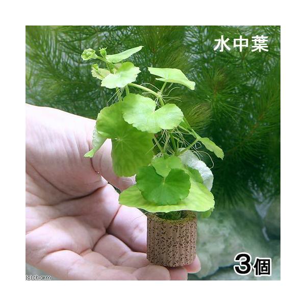 ijCt}`ijA}]`hOTitji_jiRj