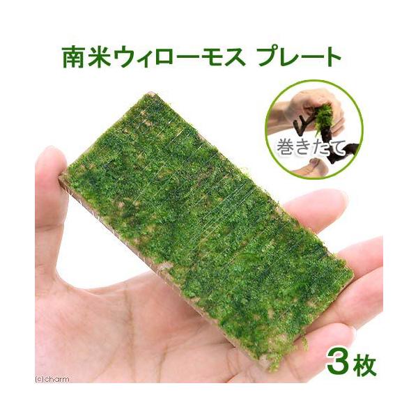 ijā@ăEB[X@v[gitji_jiRj