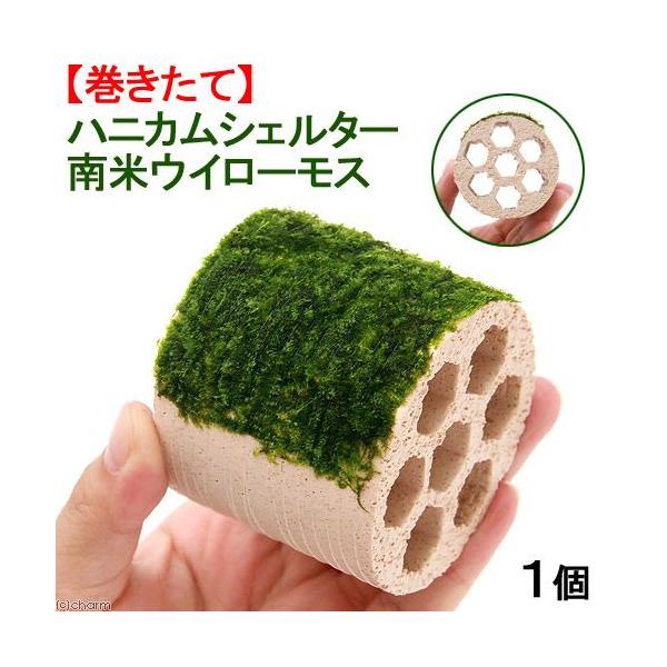 ijā@njJVF^[@ăEB[Xitji_jiPj