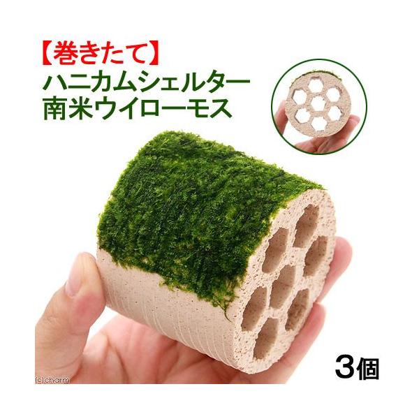 ijā@njJVF^[@ăEB[Xitji_jiRj